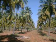 24 ACRES OF COCONUT FARM FOR SALE
