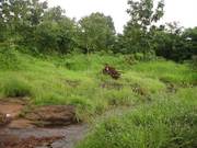 Invest in N.A Land in Karjat