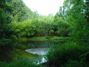 20 Katha Pond with 3.5 Katha High Land With Fruit Garden