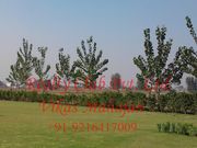 Wave Estate Apartments & Plots Mohali, 9216417009