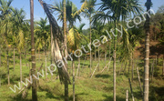 less price in 7.60acre Agricultural land at Valad, wayanad