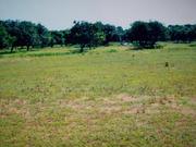 Mango Farm Land Avilanle Gujarat Sasan Gir..09824204102