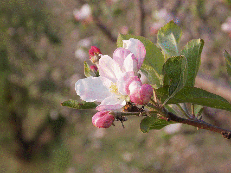 Residential Independent Villa/House for booking...