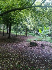 land for sale in kerala, ernakulam(dis), near angamaly and airport, lan