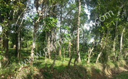 50 cent land for sale in Neerittadi ( Panamaram ).