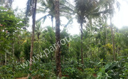 30 cent house plot for sale in near Panamaram (Koodothummal)