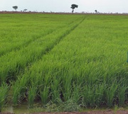 2 Bigha land sale NH6