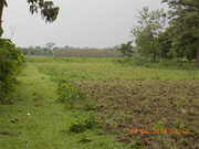 3 Bigha of Land near to Alipurduar