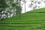 Beautiful Tea Garden Sale in North Bengal
