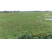 Cheap Commercial Plat at Alipurduar is on Sale