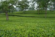 High Quality Tea Garden for Sale in North Bengal