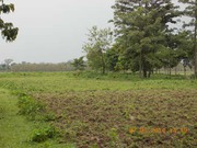 Alipurduar Commercial Plot is Available for Sale