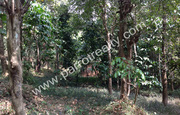 80 cent water frontage land for sale in Padinjarathara.