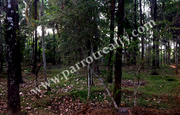 20 cent land for sale in Near Nadavayal.