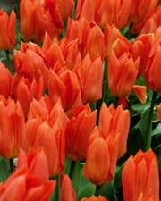 Ready to move Flats available for sale Medahalli