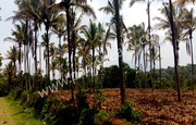 1.50 acre land for sale in Anjukunnu.wayanad