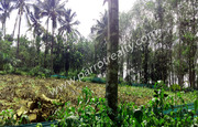50cent house plot for sale in near Cheengodu .wayanad