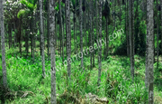 1.50 acre land for sale in near nadavayal.wayanad