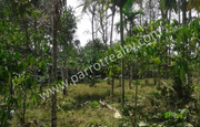 40cent house plot for sale in near Vazhavatta.wayanad