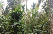 1acre house plot for sale in near Irulam.wayanad