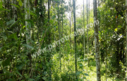 1.50 acre land for sale near bathery.wayanad