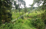 3acre land for sale in Nadavayal.wayanad