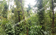 2.25 acre land for sale near Manalvayal