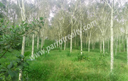 3acre land for sale in koleri.wayanad