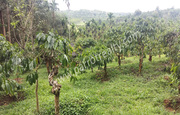 2 acre 50 cent land for sale In kaithakkal, Wayanad.