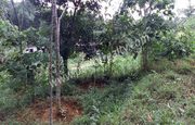 House plot for sale in Dwaraka, Wayanad.