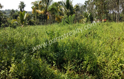 90 cent land for sale In poothadi, Wayanad.