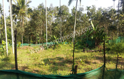 10cent land for sale In Cheengodu, Wayanad.