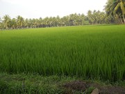 Agricultural land for sale in Sangareddy