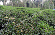 Tea Plant for sale in vaduvanchal, wayanad.