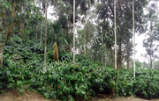 4acre land for sale In Kadalmadu, Wayanad.
