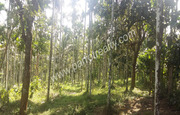 2acre land for sale In Thazhamunda(kenichira), Wayanad.