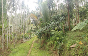 80cent land for sale near Papplassery.Wayanad.