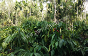 coffee plantation for sale near Koleri.Wayanad.