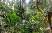 87cent land with small house for sale near Vaduvanchal. Wayanad.