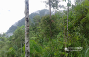 Well maintained 1 acre land near Kanthanpara at 50lakh