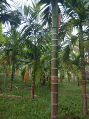 1.73 acre agricultural land sale at bantwal for 2200000