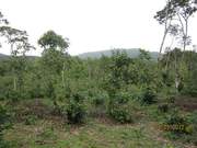 2 acre. 10 cent varga land for sale at beluval for 25 lakhs.
