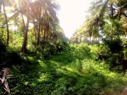 Buy Land in Greenish place for Your Beautiful Farm House