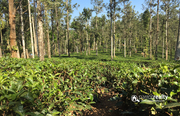 Tea plantation for sale near Meppadi.