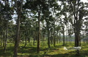 Land for sale in Nadavayal. Wayanad