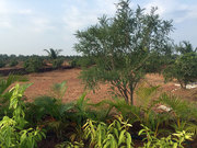 Select NA Bungalow Plots near Ratnagiri as per your Choice