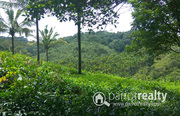 33 acre land for sale in Kattimoola @ 17lakh/acre. Wayanad