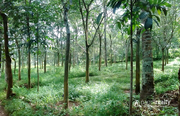 80 cent land in Cheengodu @ 48 lakh. Wayanad