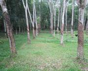 Kottarakkara Kollam rubber land for sale