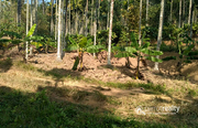 15 cent land in pulpally @ 7lakh. Wayanad